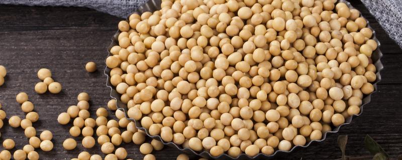 克豆53大豆品种的特性，在适应区五月上旬播种