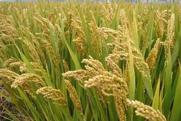 华浙糯2号水稻种子介绍，旱育秧每亩播量35~40公斤