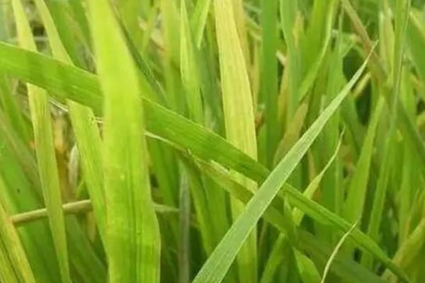 华浙糯2号水稻种子介绍，旱育秧每亩播量35~40公斤
