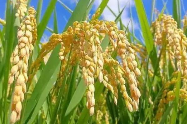 华粳17号水稻种子介绍，每亩有效穗21.7万