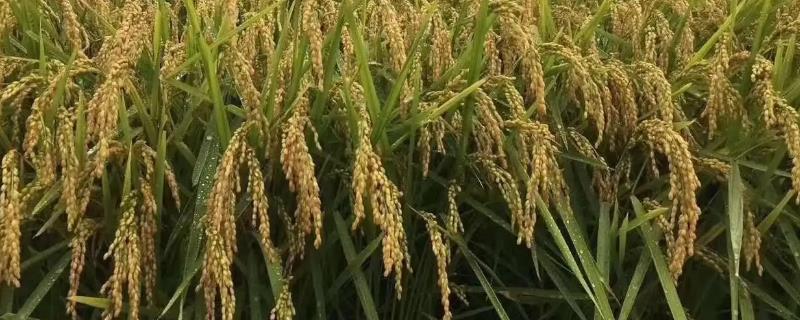 华浙糯2号水稻种子介绍，旱育秧每亩播量35~40公斤