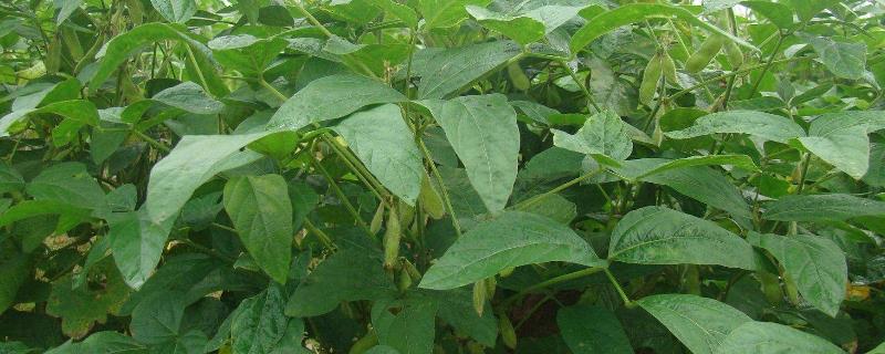 鑫地14号大豆种子简介，该品种为亚有限结荚习性