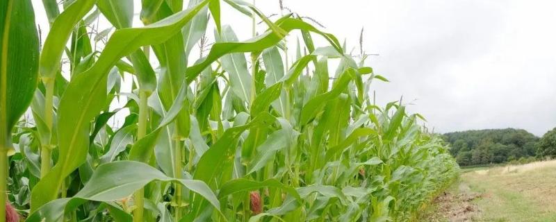 阜科玉1号玉米品种简介，较对照品种郑单958晚熟1天