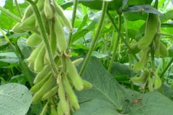 鑫地14号大豆种子简介，该品种为亚有限结荚习性