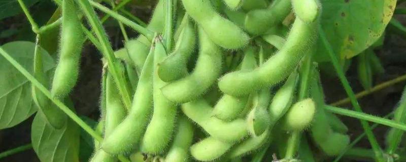 齐农49大豆种子特点，普通品种