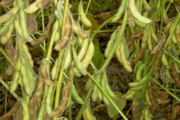 富源8号大豆品种简介，该品种亚限结荚习性