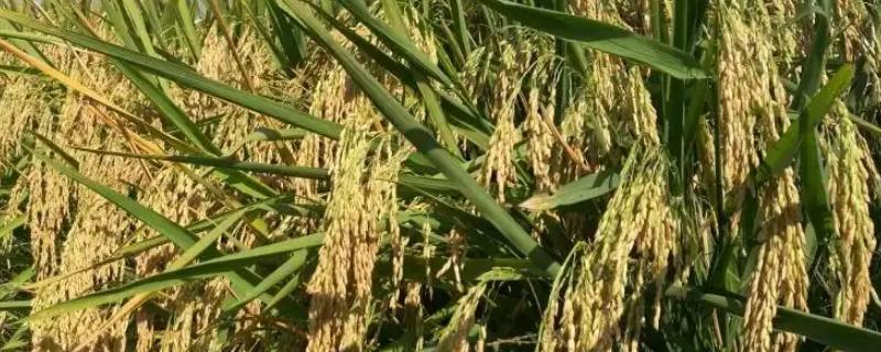 天稻103水稻种子简介，普通粳稻品种