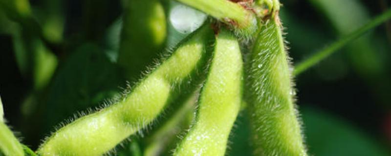 齐丰豆1号大豆种子特征特性，在适应区5月上旬播种