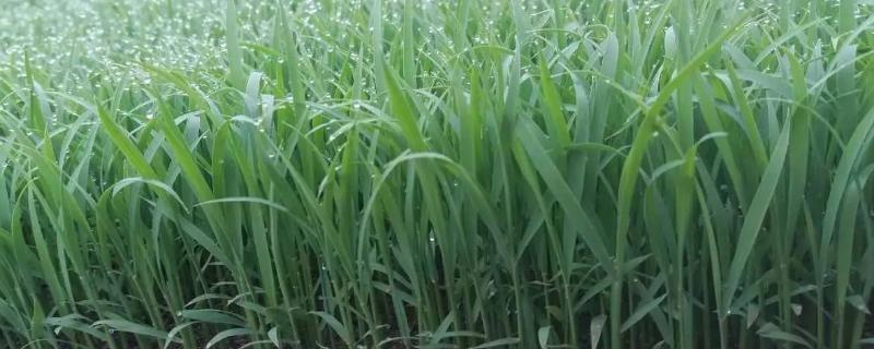 龙粳3048水稻品种的特性，普通粳稻品种