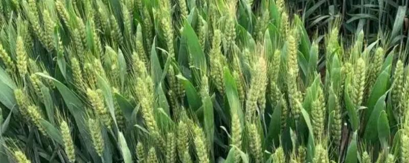 华成868小麦品种的特性，全生育期225.1天