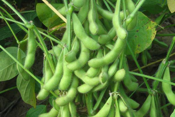 皖豆41大豆品种简介，适宜播期6月中下旬