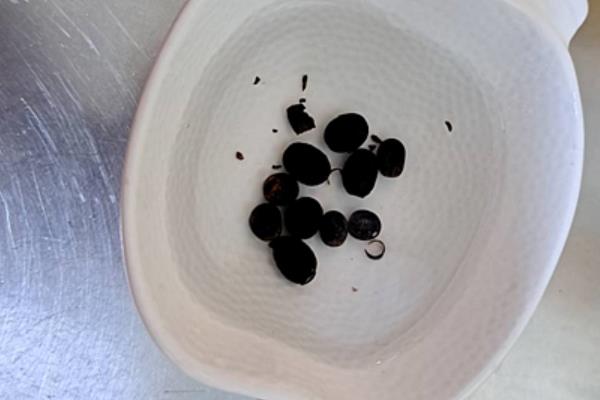 美人蕉球茎的种植方法，4-5月种植为佳