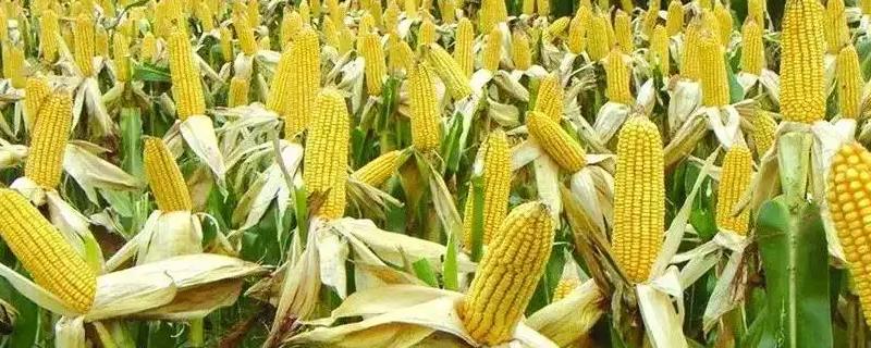道吉208玉米品种简介，夏播生育期104天