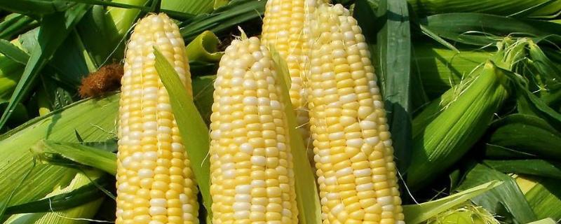 玉迪853玉米种子特征特性，适宜密度5000株/亩