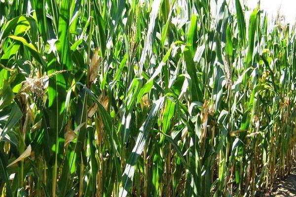 P1953玉米种子介绍，夏播生育期104天