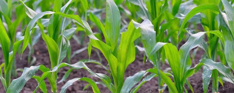 P1953玉米种子介绍，夏播生育期104天
