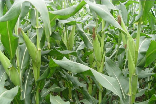 P1953玉米种子介绍，夏播生育期104天