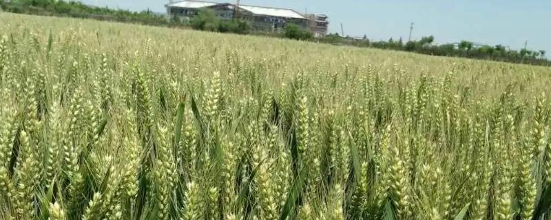华冠191小麦种子特征特性，半冬性品种