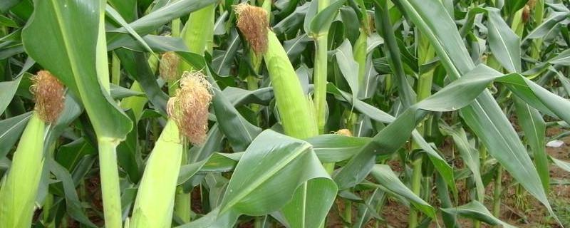 美谷380玉米种子特点，生育期110.5天