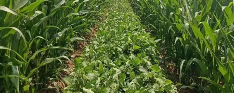 奎鲜13号大豆种子特征特性，3月下旬至4月上旬播种