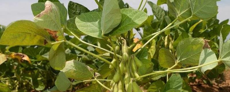周豆42号大豆品种的特性，整个生育期做好除草工作