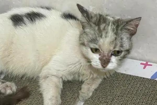 猫咪突然跛行的原因，可能是外伤、缺钙等导致的