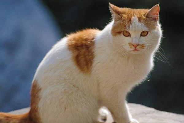 猫咪突然跛行的原因，可能是外伤、缺钙等导致的