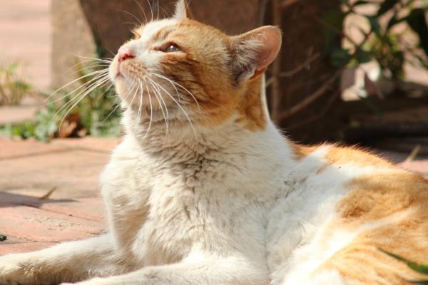 猫咪突然跛行的原因，可能是外伤、缺钙等导致的
