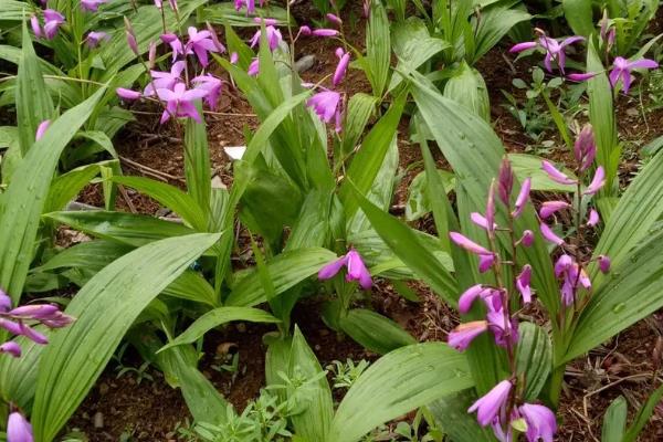 种植白及的适宜土壤，以深厚肥沃、排灌方便的砂壤土为宜