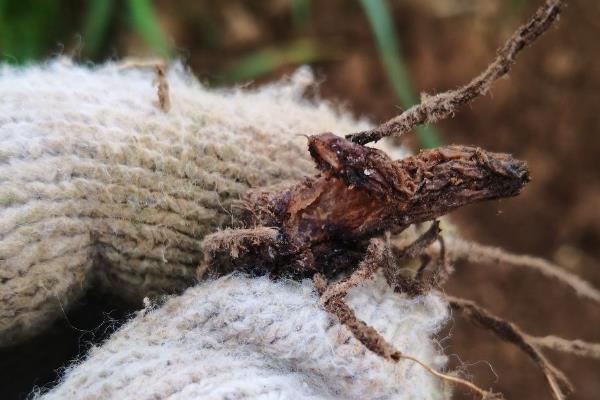 种植白及的适宜土壤，以深厚肥沃、排灌方便的砂壤土为宜