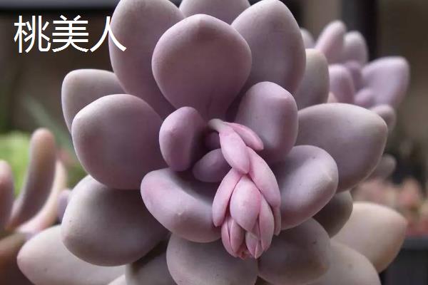 星美人和桃美人有什么区别，株型、叶型和叶色均不同