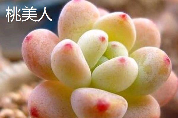 星美人和桃美人有什么区别，株型、叶型和叶色均不同