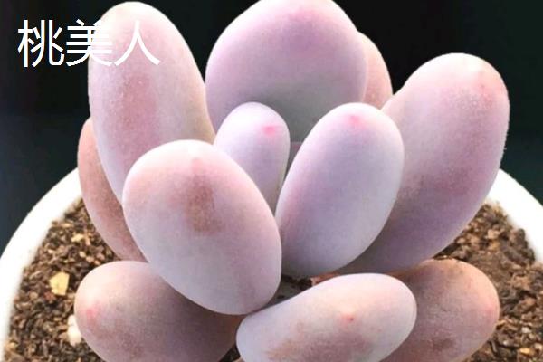 星美人和桃美人有什么区别，株型、叶型和叶色均不同