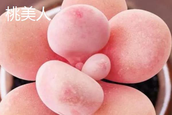 星美人和桃美人有什么区别，株型、叶型和叶色均不同
