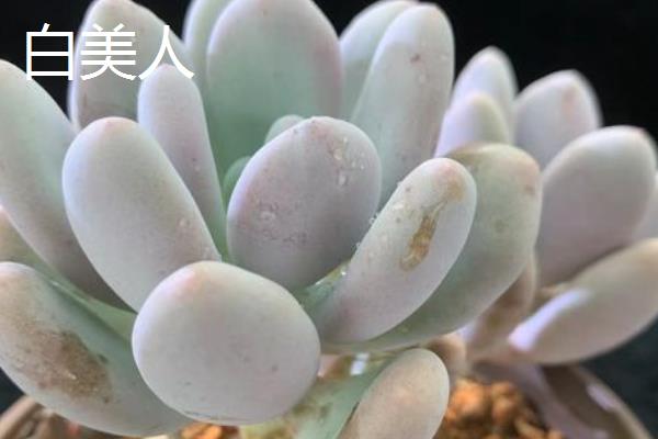 星美人和桃美人有什么区别，株型、叶型和叶色均不同