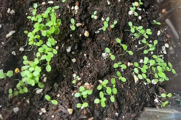 什么时候种植荠菜，2-3月份适合播种