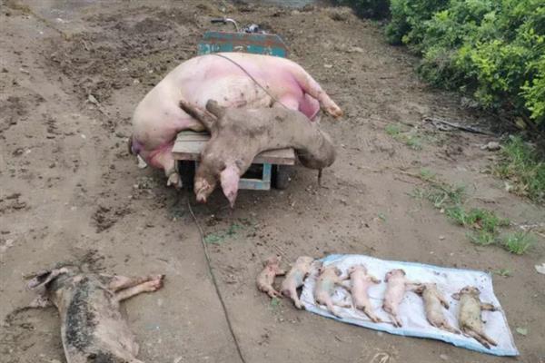 规模化猪场的选址要求，选择在地势高且交通方便等的地方修建