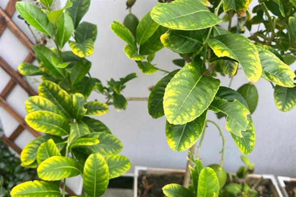 柠檬树叶子发黄的解决方法，可施加铁肥、修剪根部等