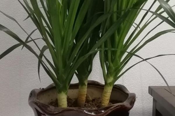 龙须树枝干软瘪需要剪掉吗，及时补救可以不用剪掉