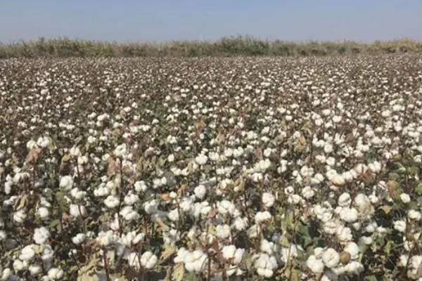 湖北可以种植的棉花品种，可选择楚棉608、鄂杂棉32等