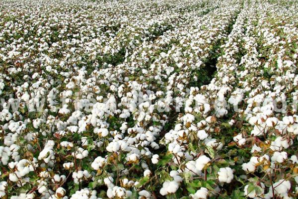 湖北可以种植的棉花品种，可选择楚棉608、鄂杂棉32等