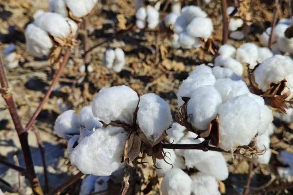 湖北可以种植的棉花品种，可选择楚棉608、鄂杂棉32等