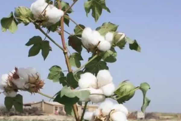 湖北可以种植的棉花品种，可选择楚棉608、鄂杂棉32等