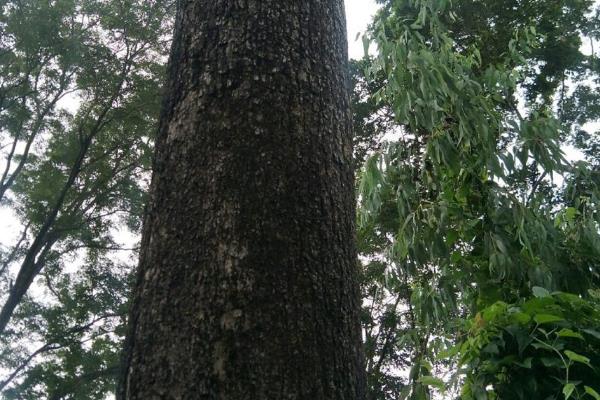 小叶紫檀如何鉴定，可以看纹理、查颜色等
