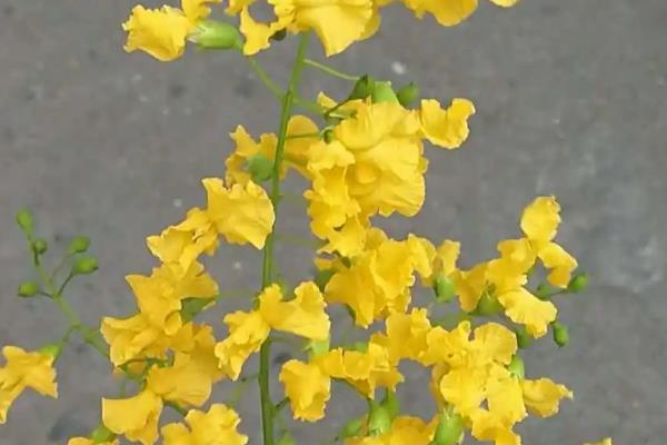 小叶紫檀如何鉴定，可以看纹理、查颜色等