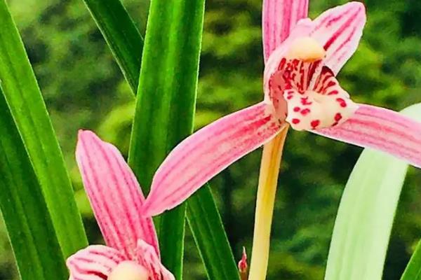 一盆兰花放多少羊粪合适，可放2-3颗羊粪