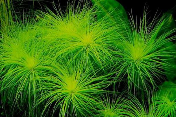 粉丝太阳水草好不好养，属于比较好养的植物