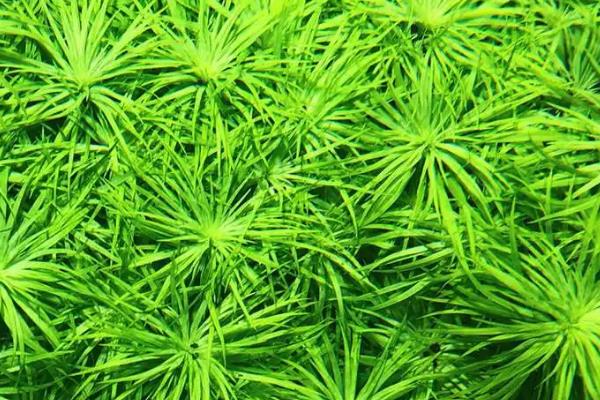 粉丝太阳水草好不好养，属于比较好养的植物