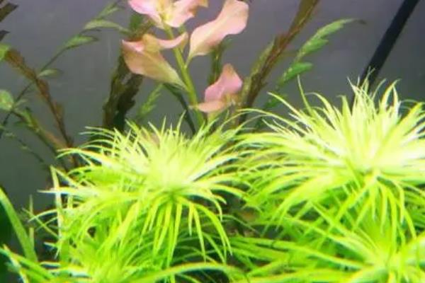 粉丝太阳水草好不好养，属于比较好养的植物
