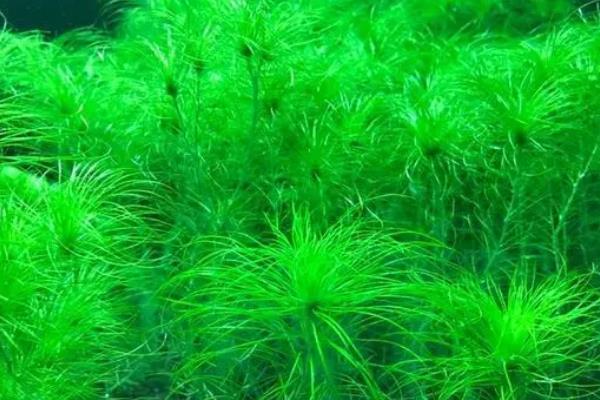 粉丝太阳水草好不好养，属于比较好养的植物